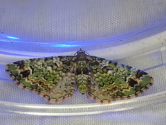 Pasiphila bilineolata