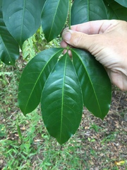 Melicope elleryana