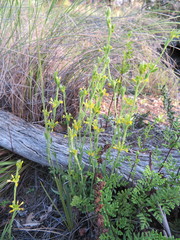 Pimelea curviflora
