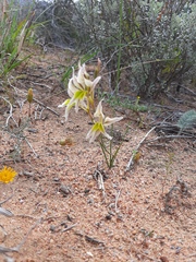 Gladiolus permeabilis