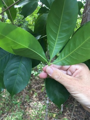 Melicope elleryana