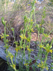 Pimelea curviflora