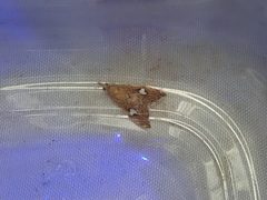 Glaucocharis leucoxantha