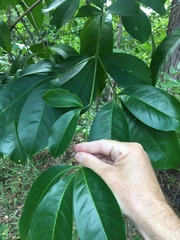 Melicope elleryana