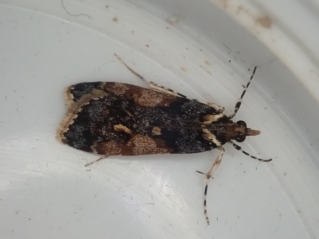 Scoparia phalerias