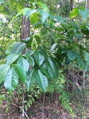 Melicope elleryana