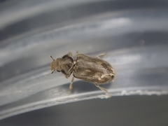 Heterocerus novaeselandiae