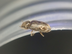 Heterocerus novaeselandiae