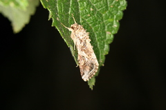 Spodoptera cosmioides