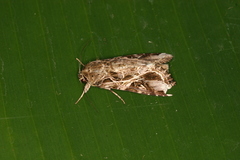 Spodoptera cosmioides