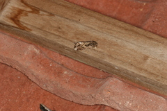 Spodoptera cosmioides