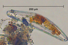 Cymbella