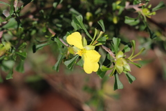 Hibbertia monogyna