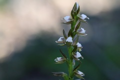 Prasophyllum brevilabre