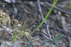 Prasophyllum brevilabre