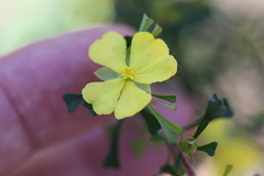 Hibbertia monogyna