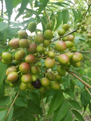 Bergera koenigii