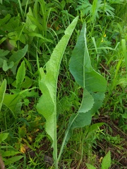 Armoracia sisymbrioides