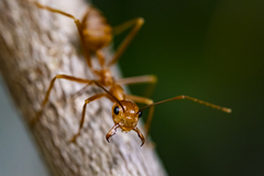 Oecophylla smaragdina