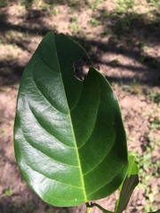 Emmenosperma cunninghamii