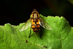 Helophilus latifrons