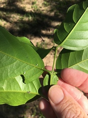 Emmenosperma cunninghamii