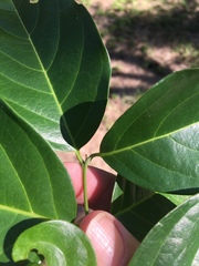 Emmenosperma cunninghamii