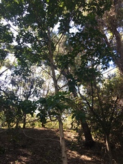 Emmenosperma cunninghamii