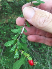 Erythroxylum australe