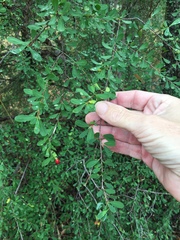 Erythroxylum australe