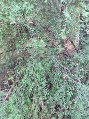 Erythroxylum australe