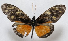 Eueides procula asidia