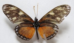 Eueides procula asidia