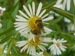 Colletes compactus compactus