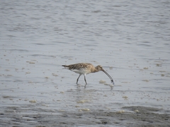 Numenius madagascariensis