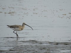 Numenius madagascariensis