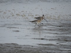 Numenius madagascariensis