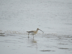 Numenius madagascariensis