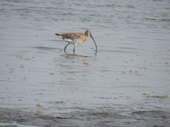 Numenius madagascariensis