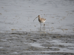 Numenius madagascariensis