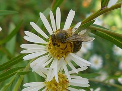 Colletes compactus compactus