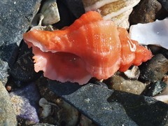 Chicoreus denudatus