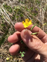 Oxalis rubens