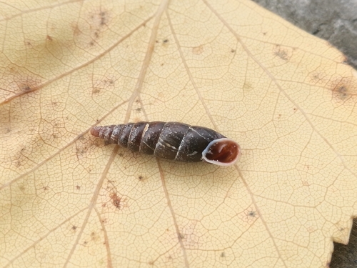 Plaited Door-snail, 04740 Järvikulma, Suomi, photo 7 of 10