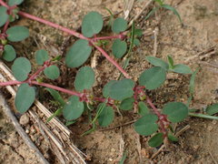 Euphorbia makinoi