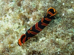 Mariaglaja mandroroa