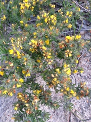 Pultenaea trinervis