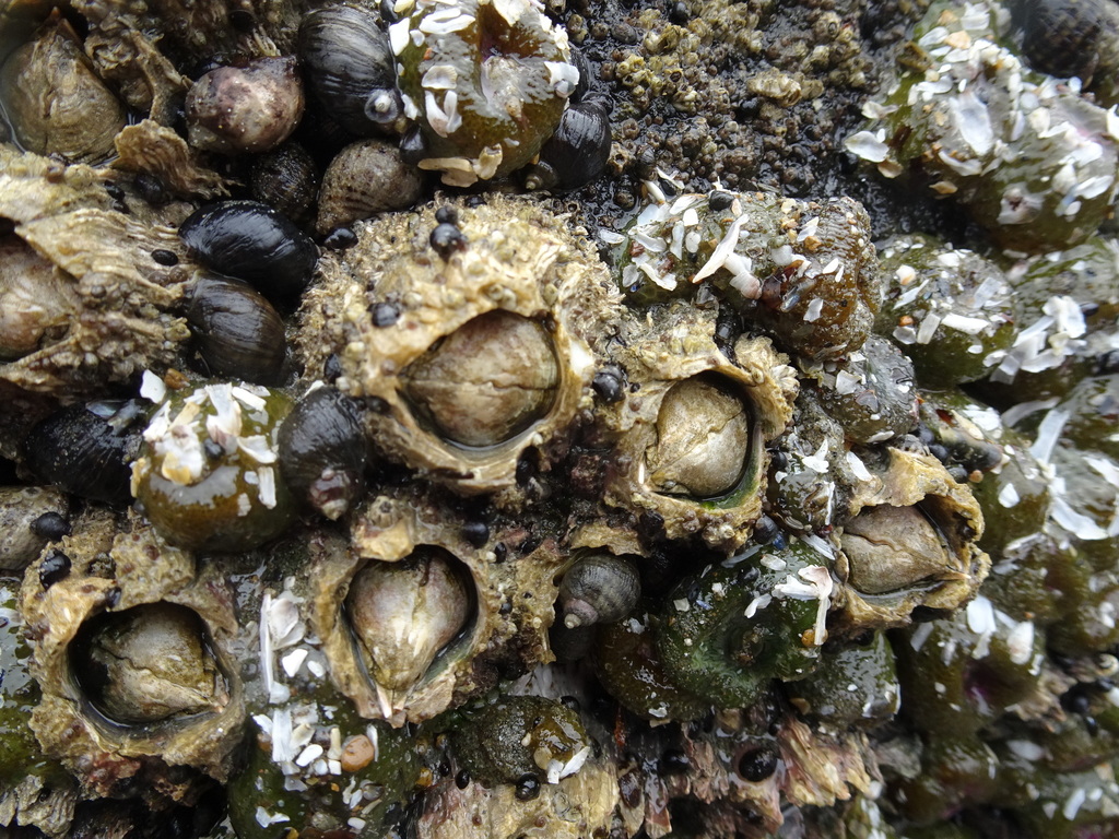 thatched barnacle