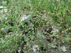 Atriplex dioica