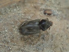 Heterocerus novaeselandiae